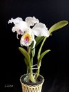 Cattleya mossiae semi-alba